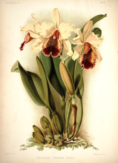 Cattleya de Dow - London H. Sotheran and Co.